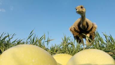 "Freche Viecher - Nandus": Bei den Nandus brütet der Hahn.