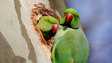 "Freche Viecher - Sittiche": Das Männchen des Halsbandsittichs versorgt seine Partnerin während der Brutzeit mit Nahrung.