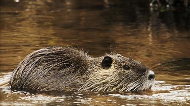 "Freche Viecher - Nutrias": Ein Nutria im Wasser