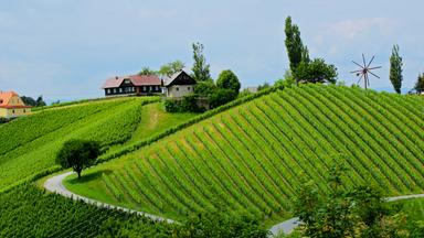 Überblick über grüne Weinberge mit Weingut vor blauem Himmel in der Süd-Steiermark.