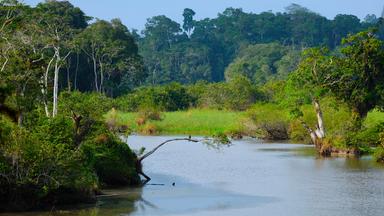 Akaka im Loango Nationalpark