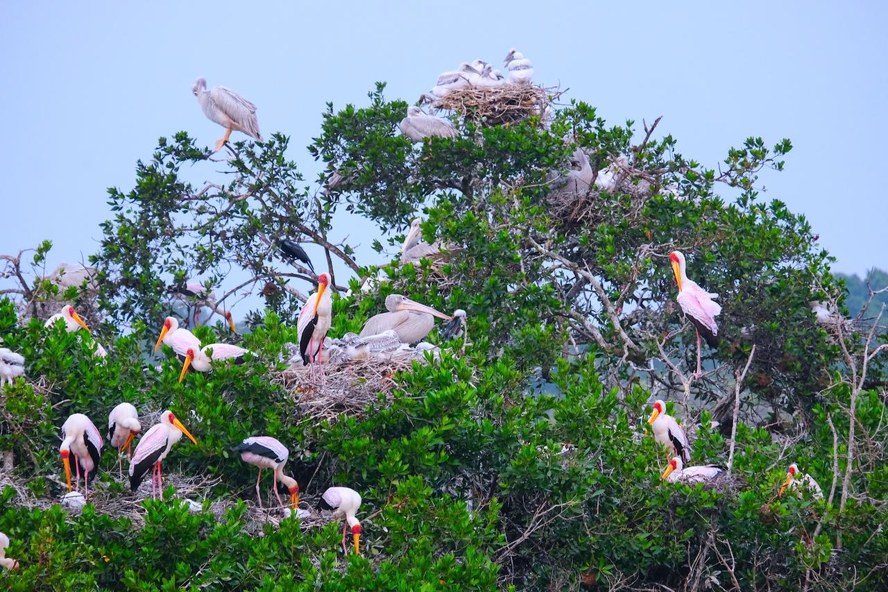 Pelikane und Störche, Loango Lagune