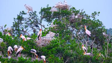 Pelikane und Störche, Loango Lagune