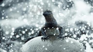 Eine Galapagos-Meerechse wird auf einem Felsen vom Meer angespült
