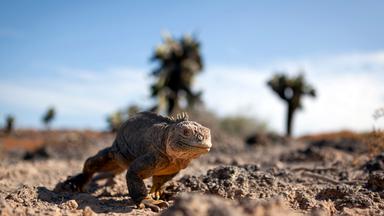 Ein Galapagos-Landleguan bewegt sich durch die Landschaft