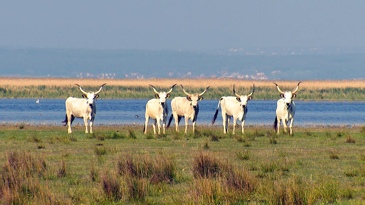 Auf der Wiese stehen fünf weiße Graurinder mit langen, gebogenen Hörnern. Im Hintergrund ist ein Wasserbereich zu sehen, umgeben von Gräsern und Schilf.