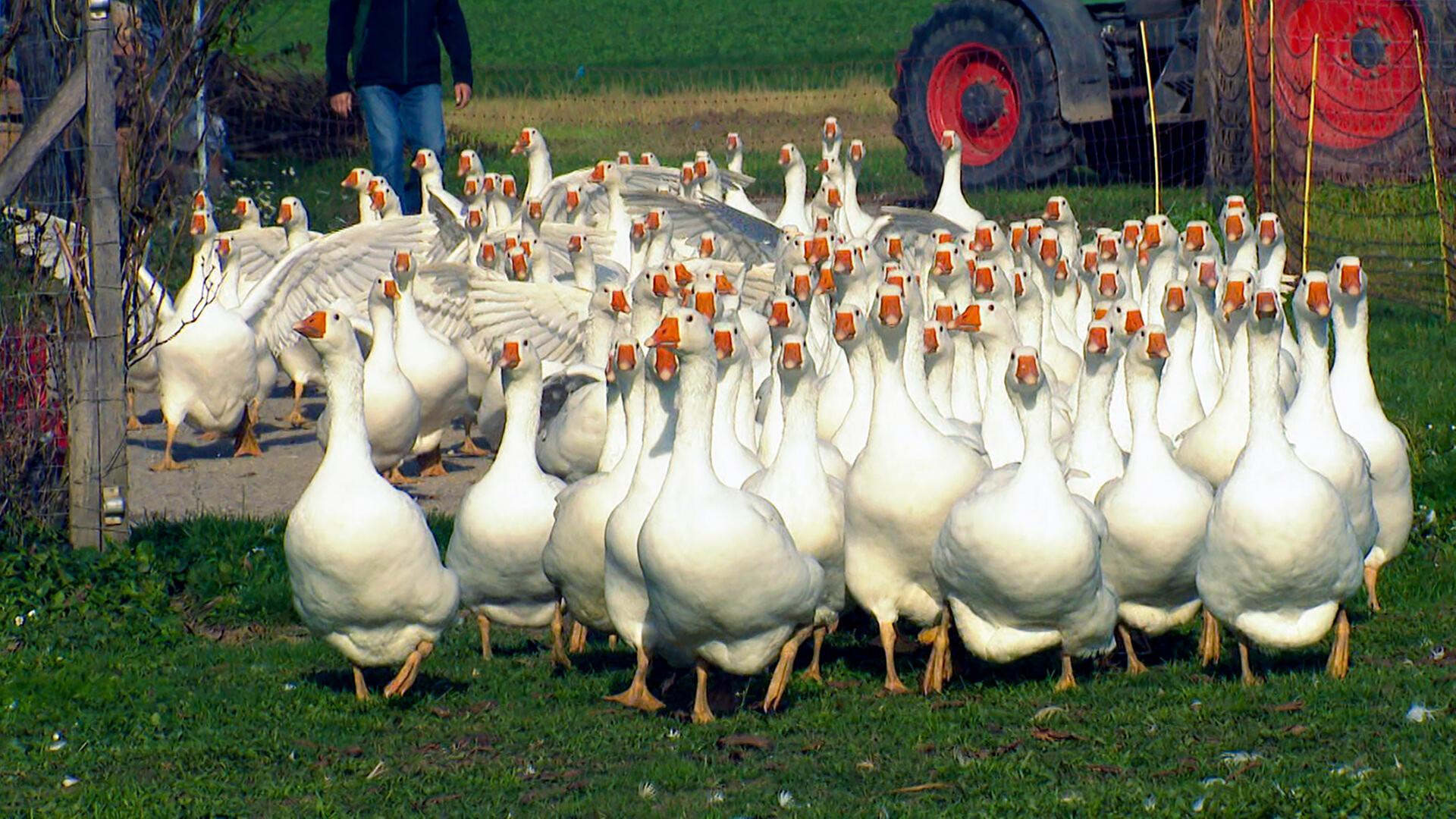 Eine Gruppe von weißen Gänsen mit orangefarbenen Schnäbeln steht auf einer Wiese. Im Hintergrund ist eine Person und ein roter Traktor sichtbar. Die Gänse bewegen sich in Richtung Kamera.