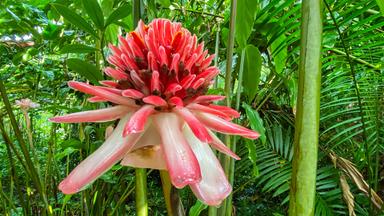 Die Porzellan Rose - eine tropische Schönheit