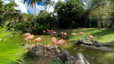 Karibisches Paradies - Guadeloupe - Flamingos