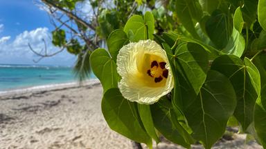 Bis zum Strand blüht es auf dieser Paradies-Insel.  
