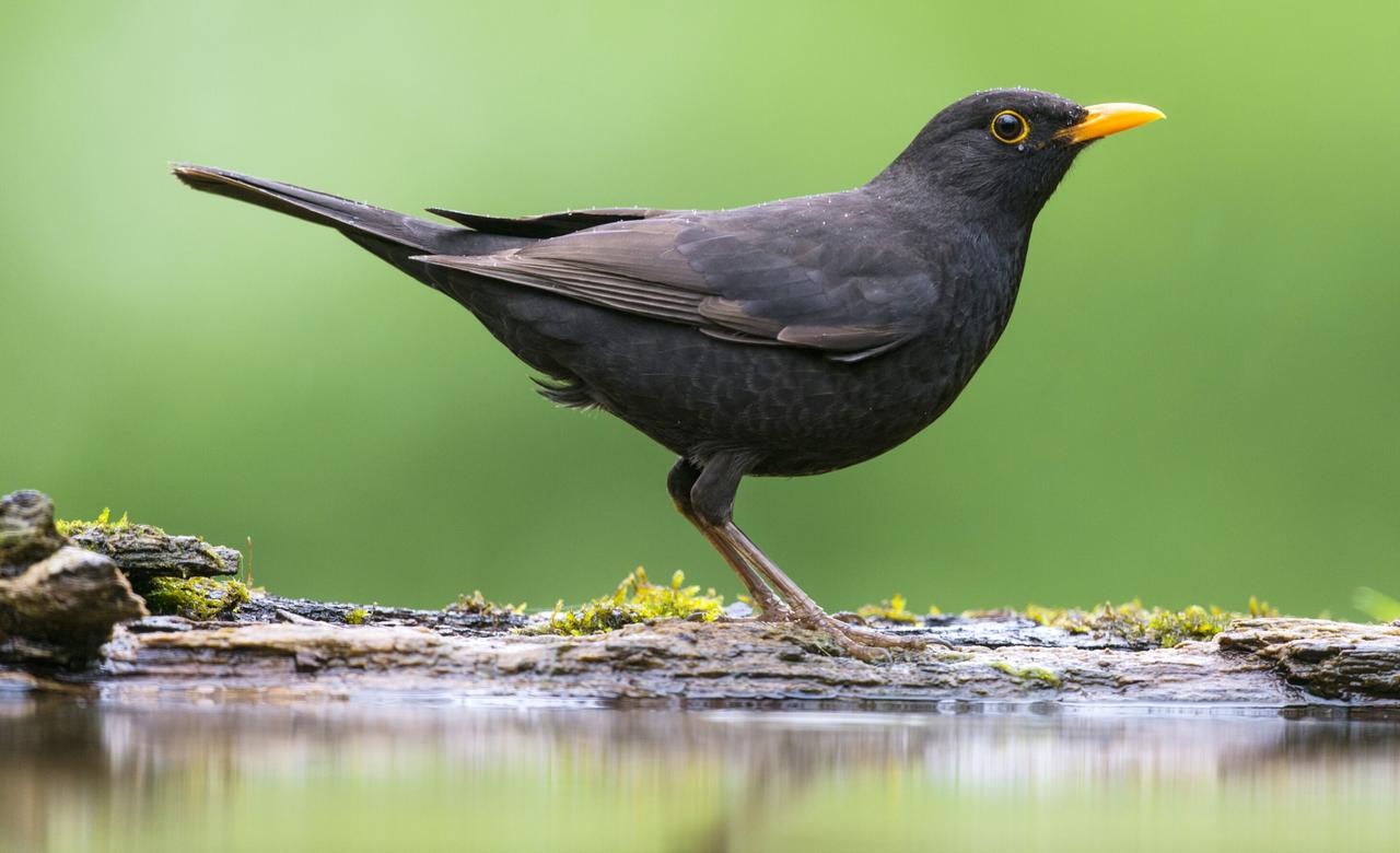 Amsel