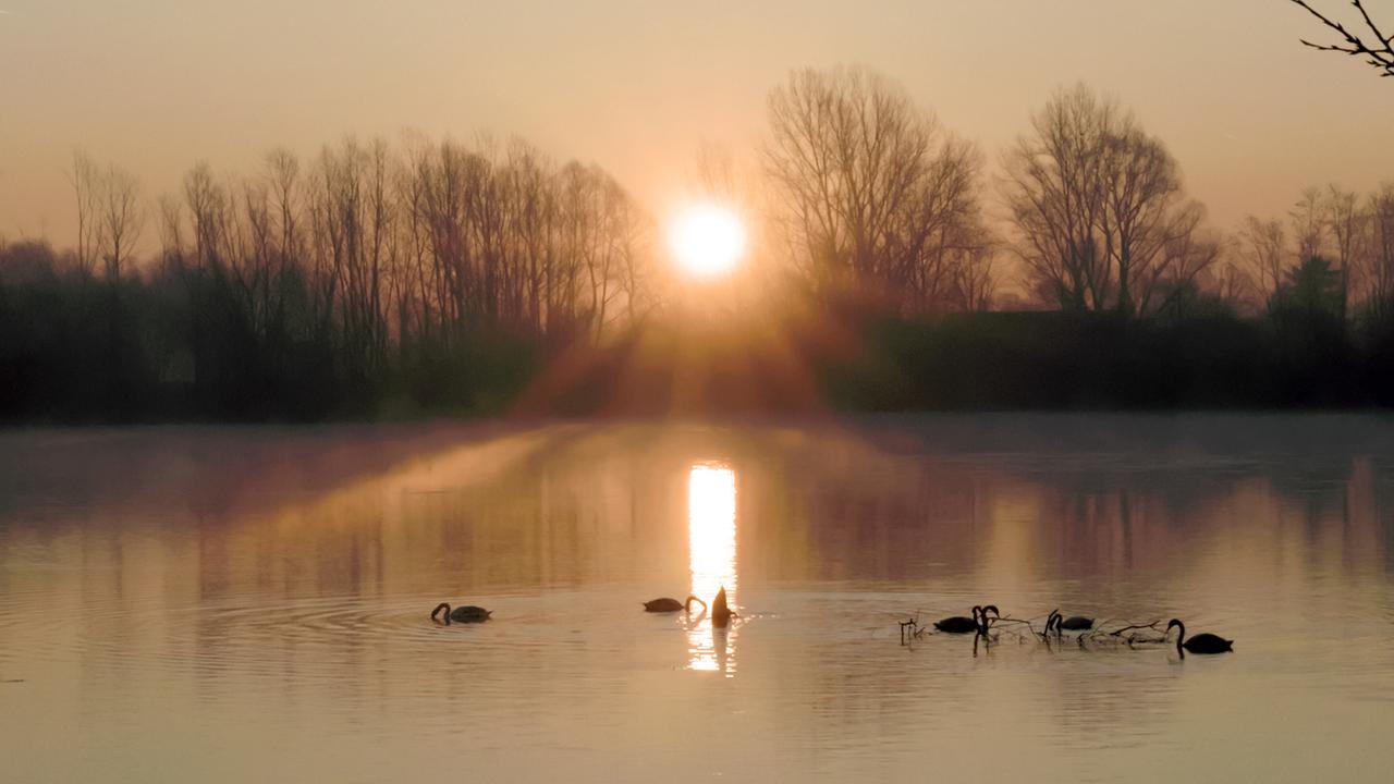 Das Bild zeigt eine ruhige Wasseroberfläche, die von dem sanften Licht der aufgehenden Sonne beleuchtet wird. Im Hintergrund sind silouettenhafte, kahle Bäume zu sehen, die den Himmel umrahmen. Der Himmel selbst ist in sanften Farbtönen von Orange und Rosa gefärbt. In der Mitte des Bildes spiegelt sich der Sonnenstrahl im Wasser, was eine glitzernde Linie auf der Oberfläche erzeugt.  Im Vordergrund sind mehrere Schwäne zu erkennen, die im seichten Wasser schwimmen. Sie sind in verschiedenen Positionen angeordnet, einige neigen ihre Köpfe zum Wasser, als würden sie nach Nahrung suchen. Der gesamte Anblick vermittelt eine friedliche und natürliche Atmosphäre der Auenlandschaft, wie sie in der Beschreibung des Projekts zur Wiederbelebung von Auen in der Steiermark erwähnt wird.
