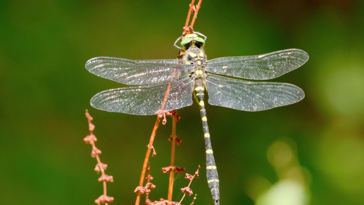 Das Bild zeigt eine Riesenquelljungfer, die größte Libelle Europas. Die Libelle ist in seitlicher Ansicht abgebildet und steht auf einem dünnen, braunen Zweig oder einer Pflanze. Ihre Flügel sind transparent und schimmern im Licht. Der Körper der Libelle ist schwarz und gelb gestreift, wobei die Streifen gut sichtbar sind. Im Hintergrund ist eine weich verschwommene, grüne Umgebung zu erkennen, die auf einen natürlichen Lebensraum hinweist.   Die Riesenquelljungfer hat eine Flügelspannweite von etwa 10 cm und wird oft in Auenlandschaften und feuchten Gebieten angetroffen. Das Bild spiegelt die Schönheit und Detailgenauigkeit dieser beeindruckenden Insekten wider.