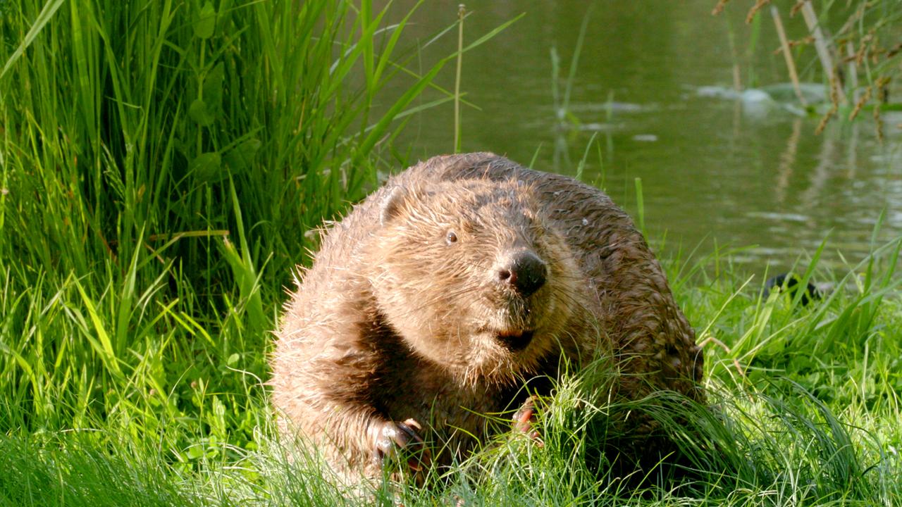 Auf dem Bild ist ein Biber zu sehen, der am Ufer eines Gewässers sitzt, umgeben von hohem grünen Gras. Das Tier hat ein wettergegerbtes, braunes Fell, das im Licht glänzt. Es schaut direkt in die Kamera, mit seinen kleinen, runden Ohren und einer breiten Schnauze. Im Hintergrund ist ein Teich sichtbar, dessen Wasseroberfläche sanfte Wellen zeigt. Das Bild vermittelt eine ruhige, natürliche Umgebung, die typisch für Auenlandschaften ist. Die Atmosphäre deutet auf einen Lebensraum hin, der reich an Pflanzen und Tieren ist.