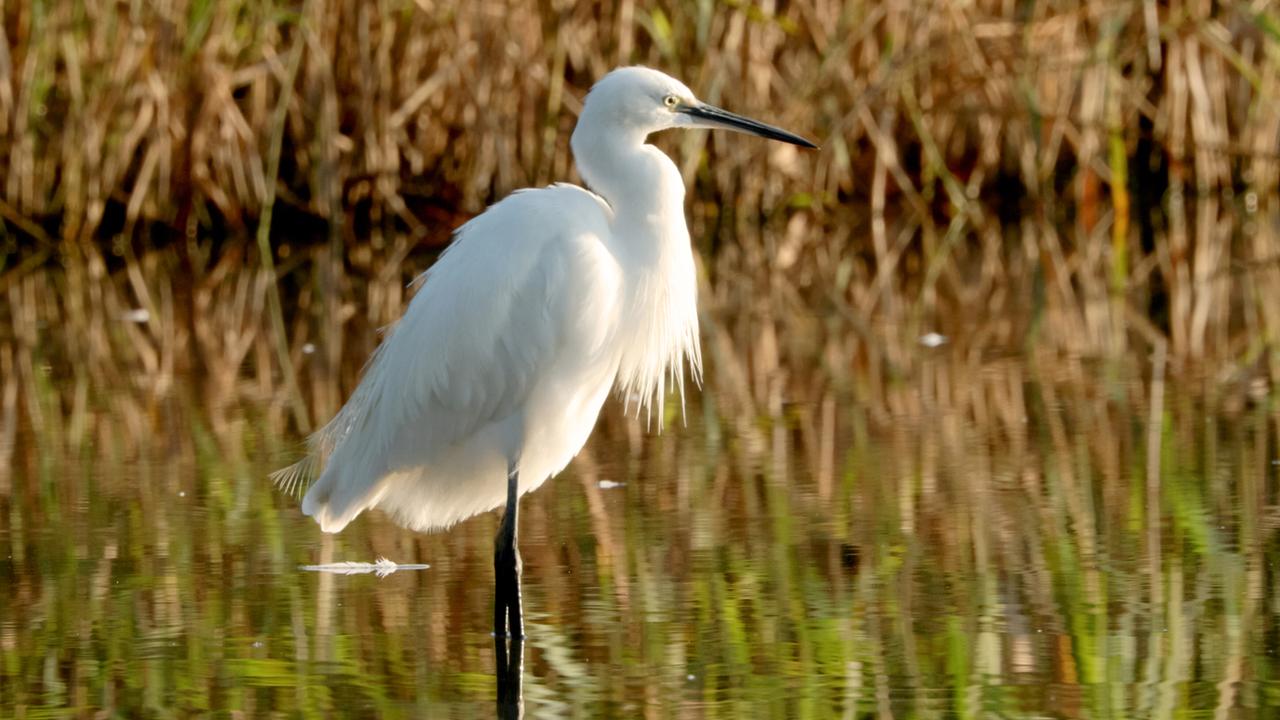 Das Bild zeigt einen Seidenreiher, der am Ufer eines Teiches steht. Der Reiher hat ein elegantes, schneeweißes Gefieder und lange, dünne Beine, die im Wasser stehen. Der Vogel ist seitlich frontal abgebildet, wobei sein Kopf leicht zur Seite geneigt ist. Im Hintergrund sind hohe, braune Halme und Gräser zu sehen, die eine natürliche Uferlandschaft bilden. Die Wasseroberfläche spiegelt das Licht wider und trägt zur ruhigen Atmosphäre des Rahmens bei. Diese Umgebung deutet auf einen Lebensraum hin, der reich an biologischer Vielfalt ist, passend zur beschriebenen Auenlandschaft.