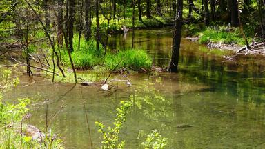 Eine Gewässerlandschaft mit einem Auwald im Hintergrund.