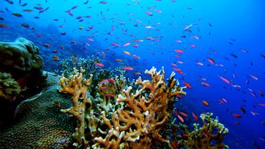 "Terra X: Geheimnisse der Tiefsee - In den Kellern der Korallenriffe": Im Vordergrund sieht man Korallen und im Hintergrund bunte Fischschwärme.