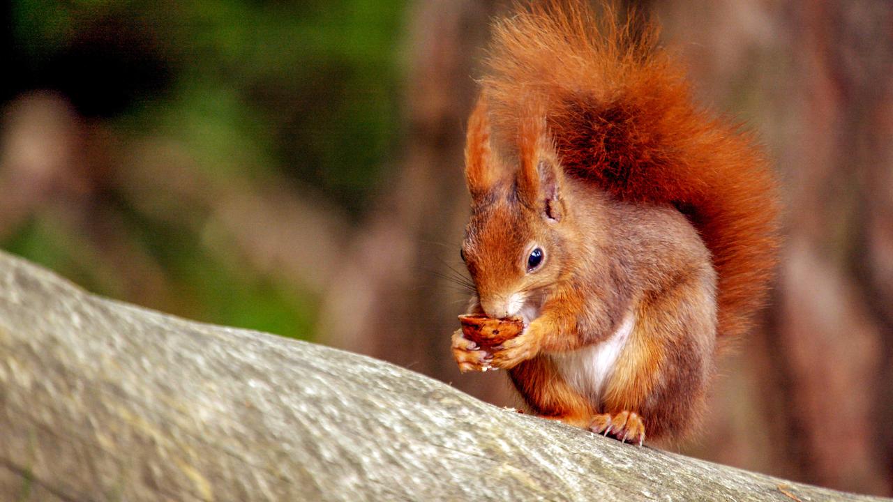 Rotes Europäisches Eichhörnchen