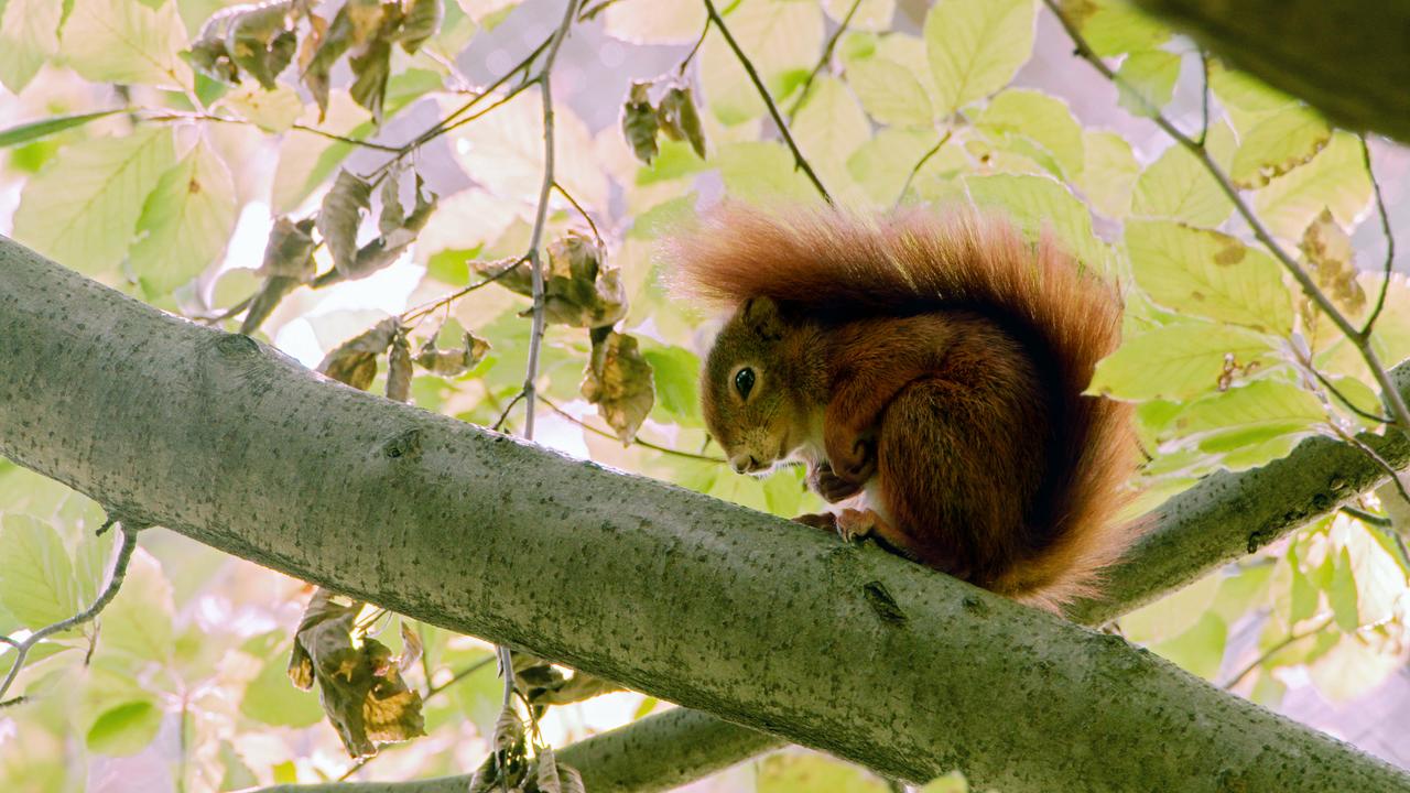 Rotes Europäisches Eichhörnchen in Ruhestellung in der Baumkrone einer Buche.