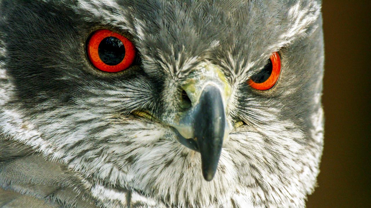 Habichte sind jene Greifvögel, in deren Gewölle am häufigsten Eichhörnchen-Reste nachgewiesen sind. 
