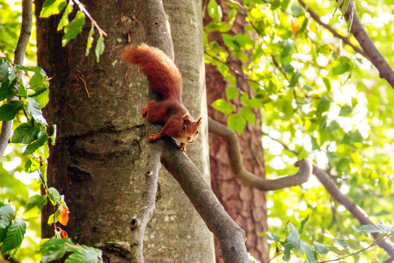 Rotes Europäisches Eichhörnchen