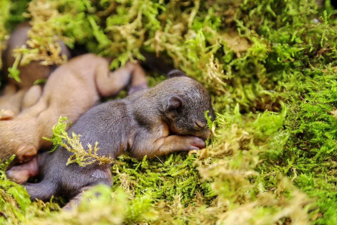 Junge Eichhörnchen kommen nackt zur Welt. Aber bald ist schon zu erkennen, ob die Tiere später dunkler oder heller gefärbt sein werden. 