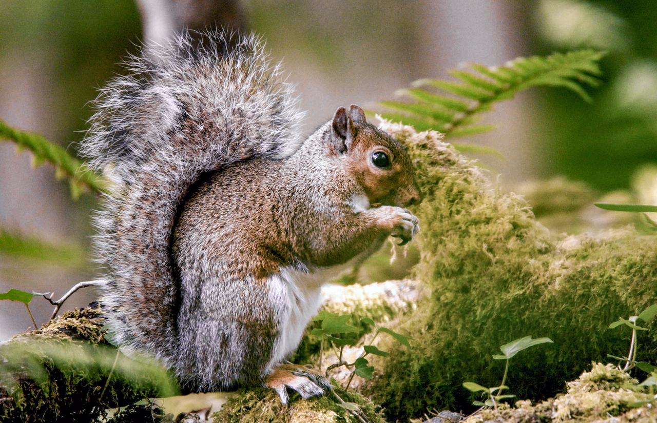 In Wales gibt es intensive Maßnahmen, um die amerikanischen Grauhörnchen wieder zurück zu drängen.