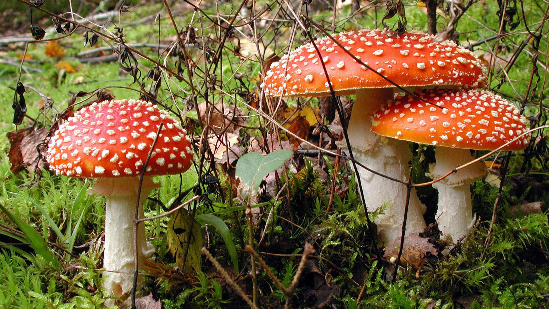 Fliegenpilze - giftig!