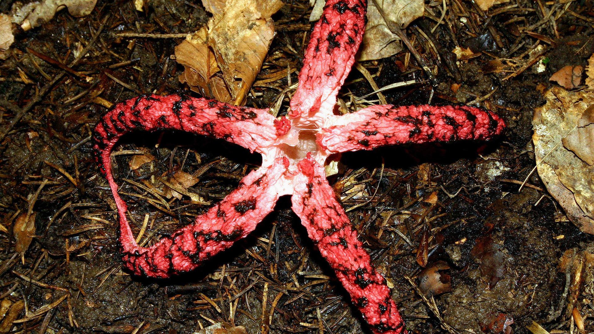 Tintenfischpilz - ungeniessbar