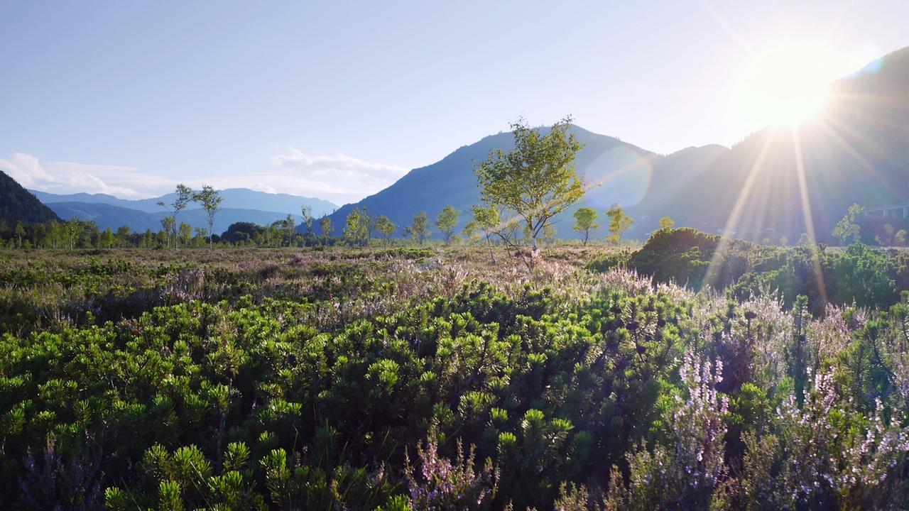 Ein sonnendurchflutetes Moor mit blühenden Pflanzen und einzelnen Bäumen. Im Hintergrund erheben sich Berge, überstrahlt von einem leuchtenden Sonnenlicht, das durch die Szene bricht und ein warmes Glühen erzeugt.