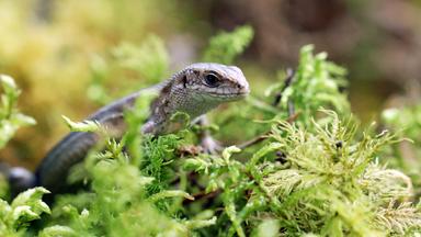Mooreidechse sitzt auf moosbedecktem Boden, umgeben von feuchter Vegetation, trinkt Morgentau.