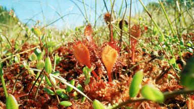 Bild von einem Sonnentau, eine fleischfressende Moorpflanze.