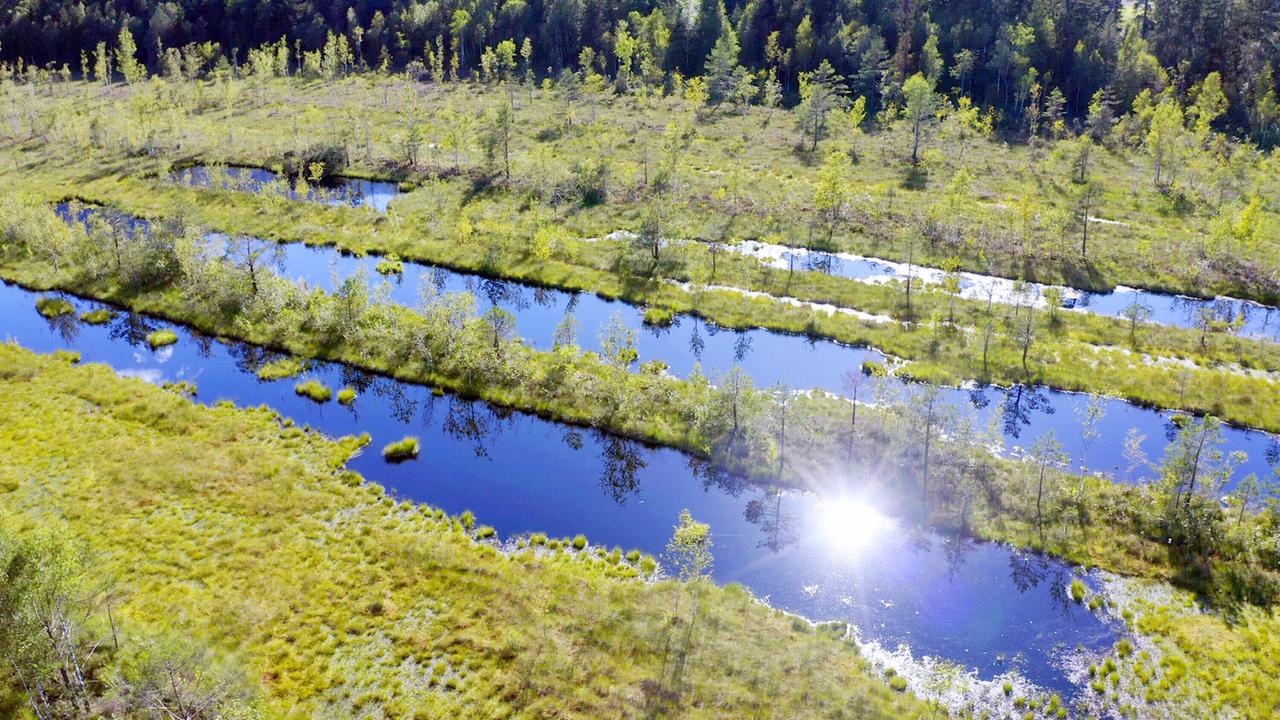 Luftaufnahme eines sonnigen Moores mit Wasserwegen und vielfältiger Vegetation. 