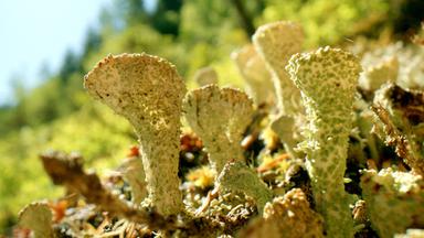 Trompetenflechte in einem Steilhangmoor.