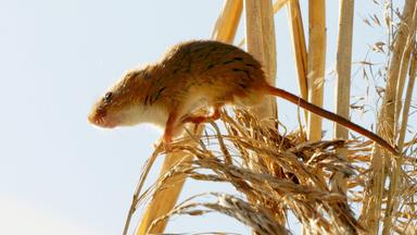 Eine Zwergmaus auf einem Schilfhalm