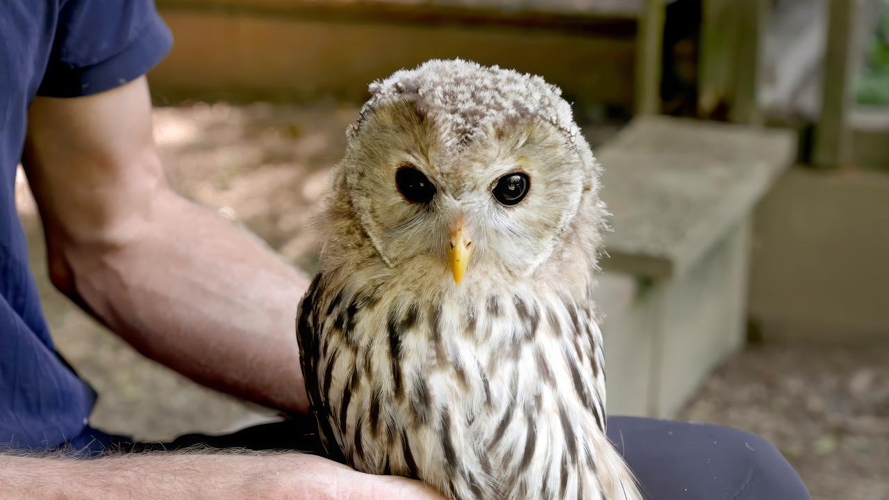 Ein Waldkauz sitzt auf einer Hand
