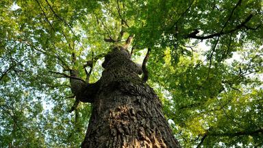Ein Baum mit Blick hinauf in die Blätterkrone