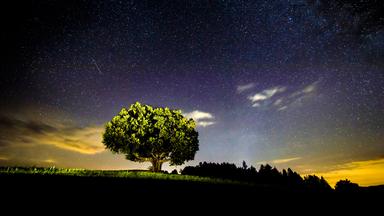 Angestrahlte Rotbuche vor abendlichem Sternenhimmel