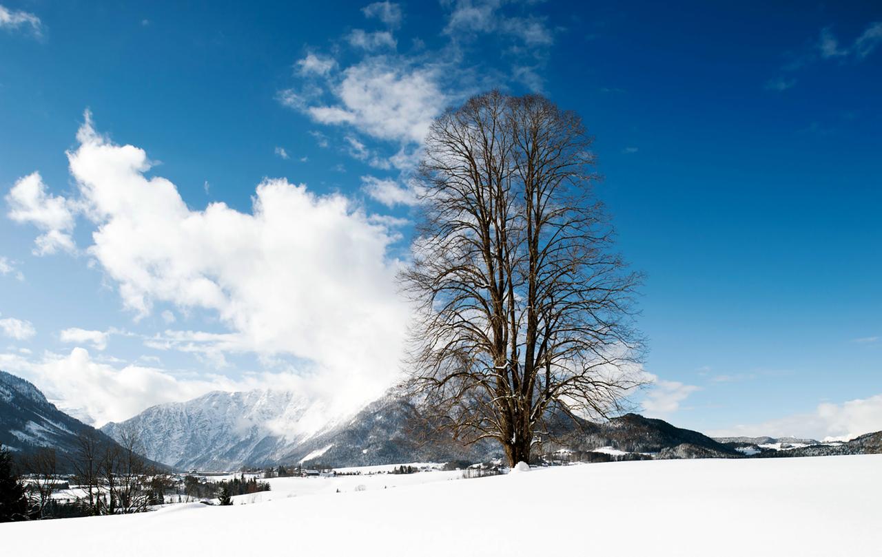 Laublose Linde im schneebedeckten Alpenvorland