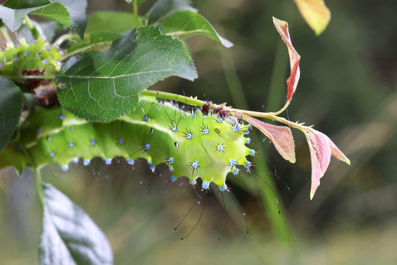 Raupe Wiener Nachtpfauenauge. 