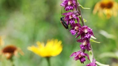 Wiesenmakro, Blumenwiese, Detail