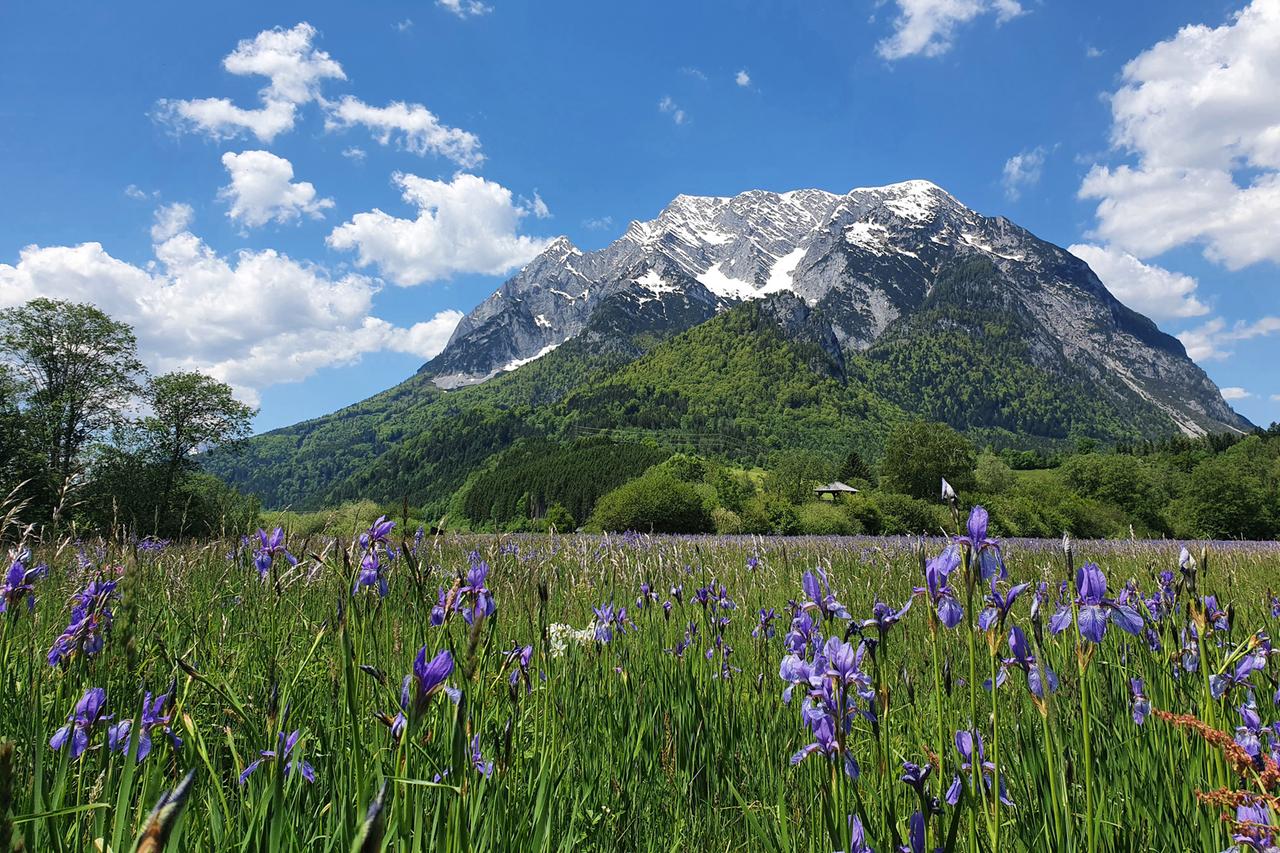 Iriswiese bei Pürgg?Trautenfels.