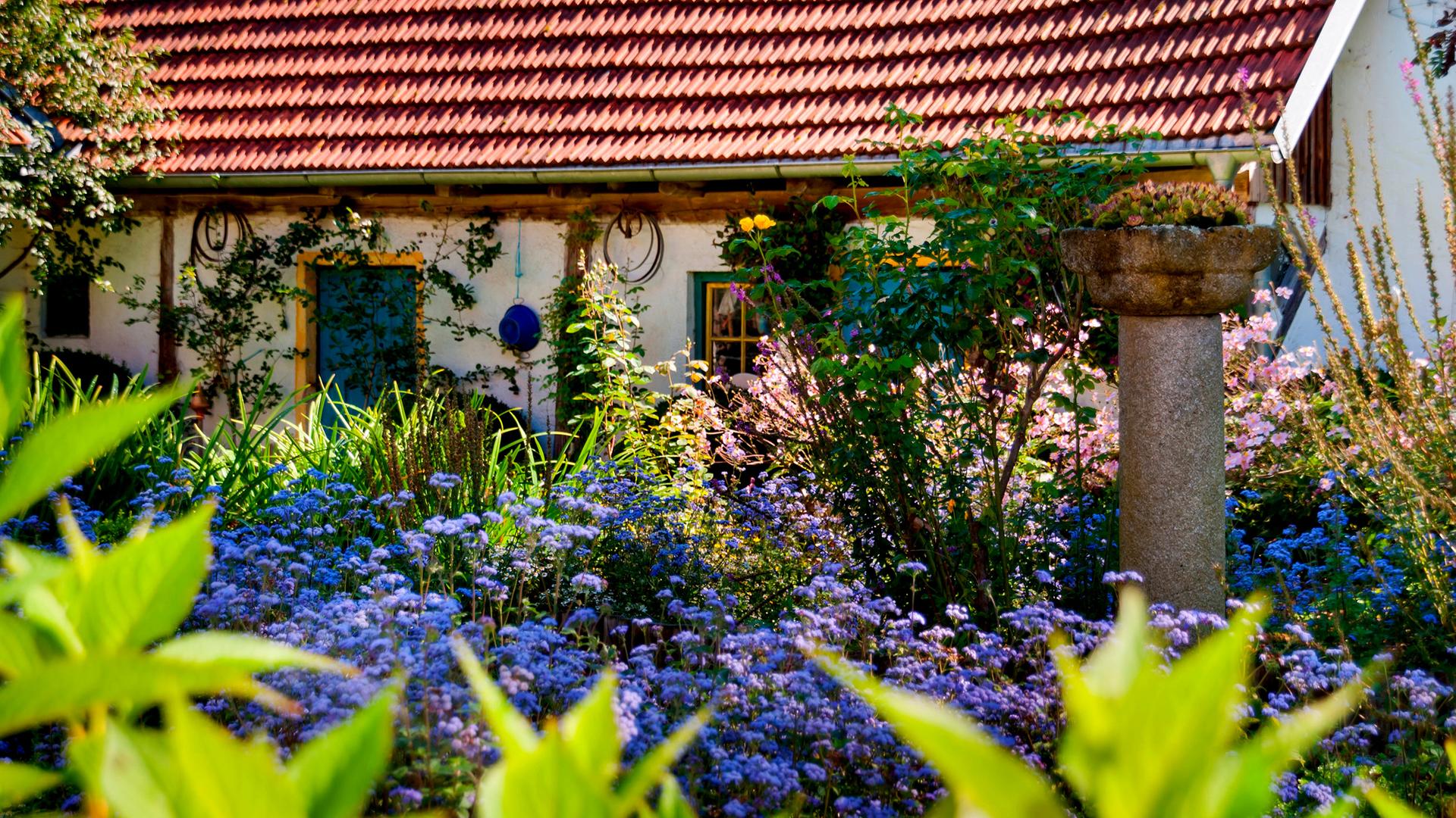 Blick in einen Garten mit vielen Pflanzen und auf ein verwachsenes, altes Haus 