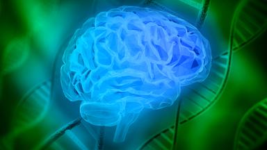 Gehirn und Doppelhelix