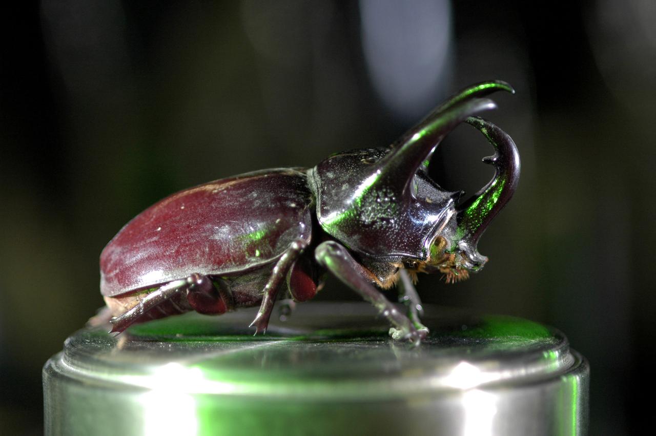 Insekten haben eine Schutzpanzer aus Chitin