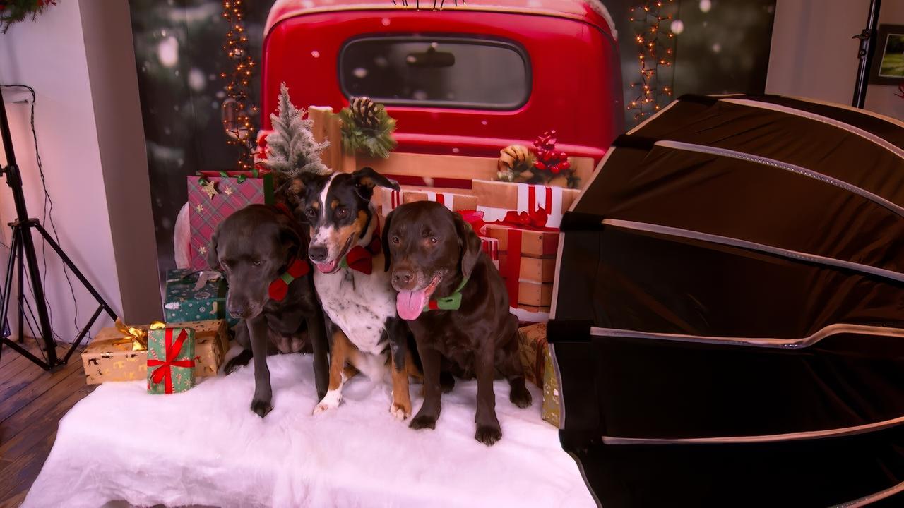 Das Bild zeigt eine festliche Szenerie, in der drei Hunde posieren. Die Hunde stehen auf einer weißen Decke und sind mit roten und grünen Halstüchern geschmückt. Im Hintergrund ist eine Weihnachtsdekoration zu sehen, einschließlich einem großen roten Auto, das von einem Tannenbaum und Geschenken umgeben ist. Es gibt diverse Geschenkpakete in verschiedenen Farben und Mustern, sowie einige weihnachtliche Pflanzen. Das Licht ist warm und die Atmosphäre festlich, was auf eine Vorweihnachtszeit hinweist. Links im Bild befindet sich eine Lichtquelle in Form von einem Stativ mit einem großen, schwarzen Reflektor.