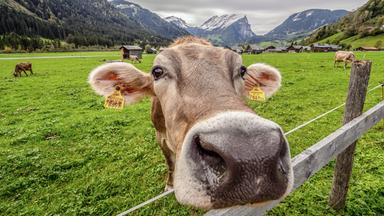 Großaufnahme einer Kuh auf der Weide.