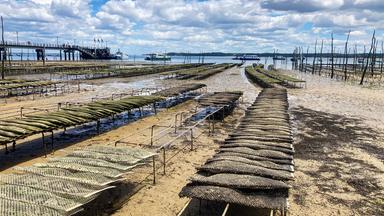 Austernzucht Cap Ferret