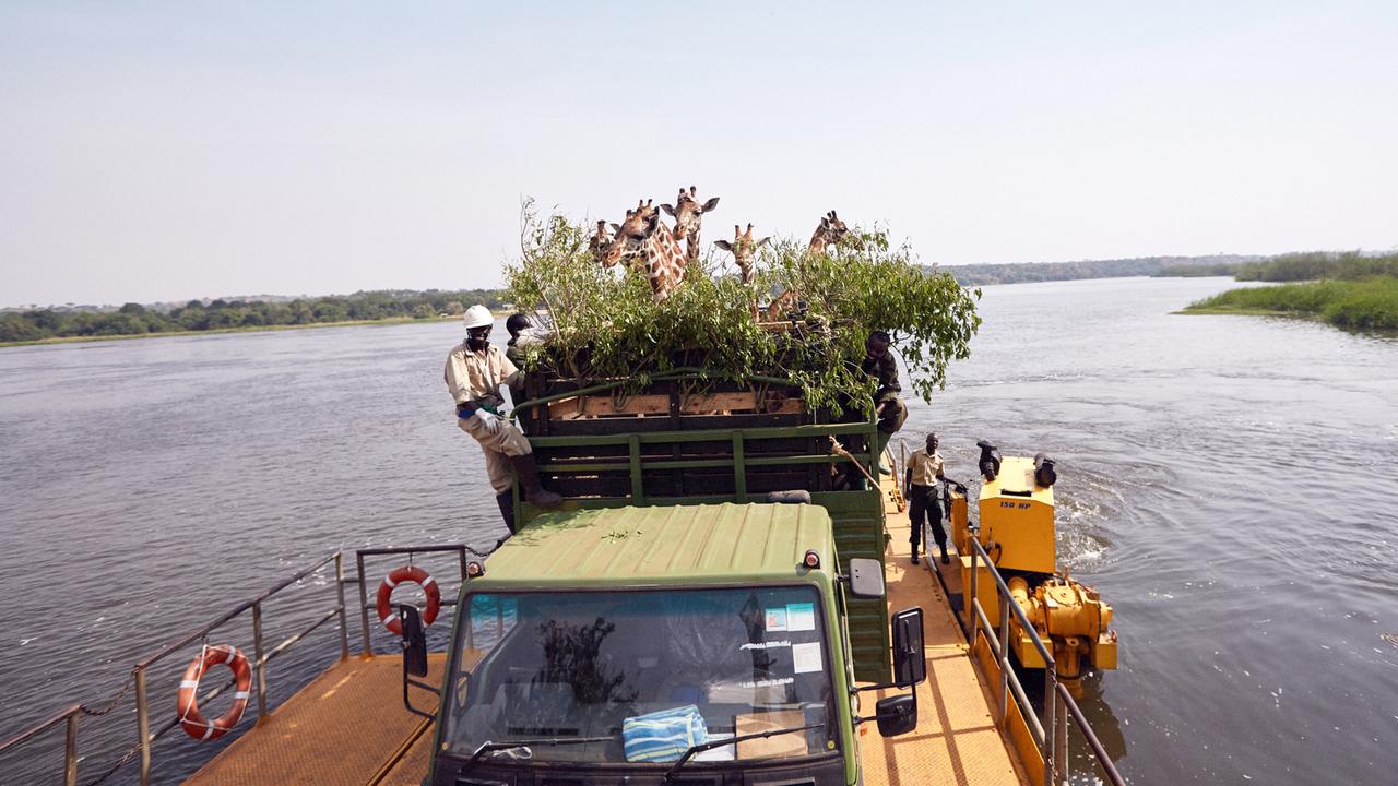 Das Bild zeigt eine Szene, in der eine Gruppe von Rothschild-Giraffen auf einem Lastwagen steht, der auf einer Fähre über den Nil transportiert wird. Die Giraffen sind teilweise mit einem grünen, blättrigen Zweigwerk bedeckt, das ihnen Schatten und Versteck bietet. Auf der Fähre sind mehrere Personen in hellen Schutzanzügen und mit Handschuhen zu sehen, die anscheinend dabei helfen, die Giraffen zu sichern. Der Wasserweg ist ruhig, umgeben von einer grünen Uferlandschaft und einem klaren Himmel. Das Foto vermittelt eine Atmosphäre von Dringlichkeit und Naturschutz, da es sich um eine Aktion zum Schutz einer bedrohten Gattung handelt.