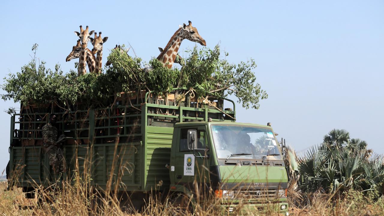 Das Bild zeigt einen grünen Lastwagen, der durch eine trockene Landschaft fährt. Auf der Ladefläche des Lastwagens sind mehrere Giraffen sichtbar, die aus einer umrahmenden Konstruktion mit Zweigen und Blättern hervorlugen. Die Giraffen haben einen malerischen, langen Hals und ein charakteristisches geflecktes Fell. Ein Mann in militärischer Kleidung steht an der Seite des Trucks, während im Hintergrund verschiedene Pflanzen und Sträucher zu sehen sind. Der Himmel ist klar und blau. Das Bild dokumentiert eine wichtige Umweltschutzaktion, bei der gefährdete Giraffen in ein sicheres Habitat transportiert werden.
